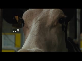 andrea arnold cow 2021